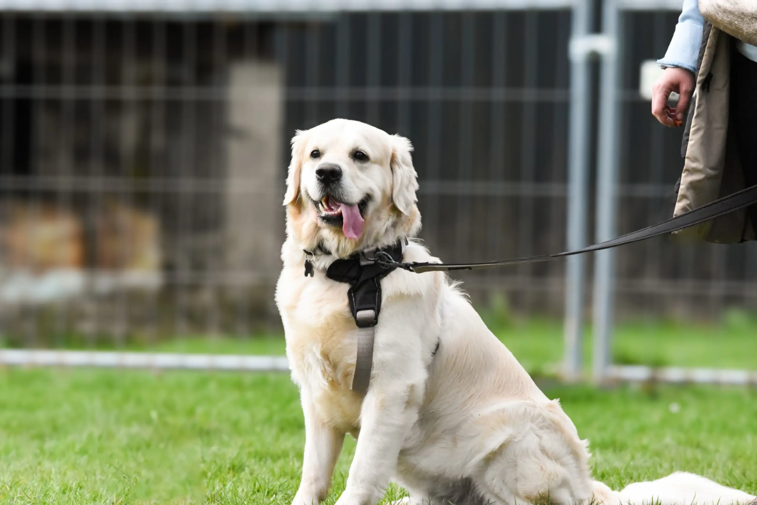 Éducation canine bienveillante